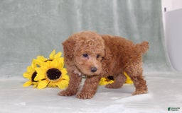 Miniature Poodle dogs for sale: Viking - Image 2
