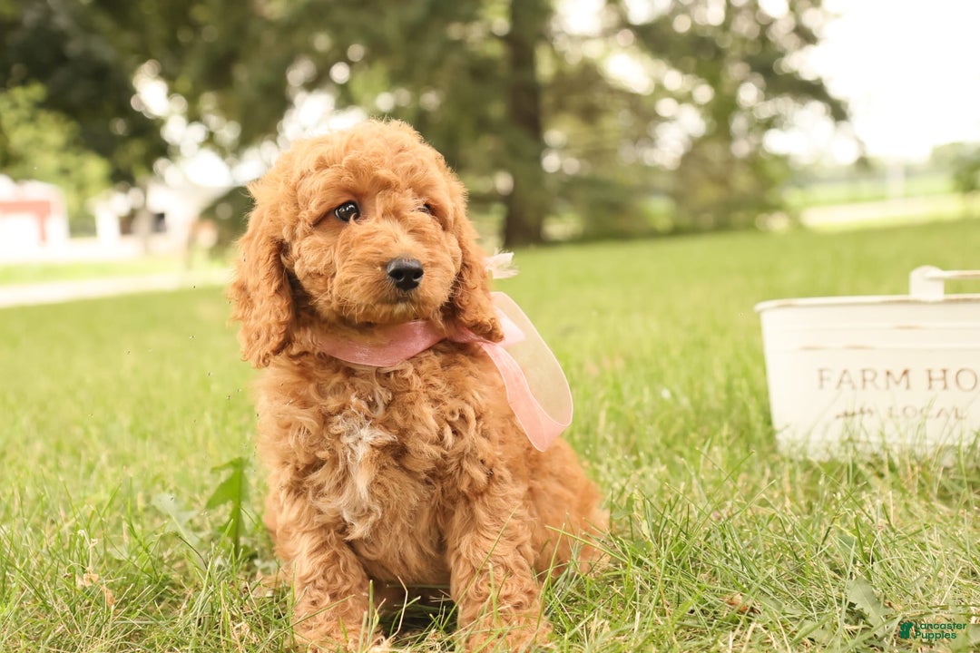 Mini Goldendoodle dogs for sale: Rosie - Image 3