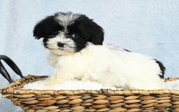 Havapoo dogs for sale: Wesley - Image 3
