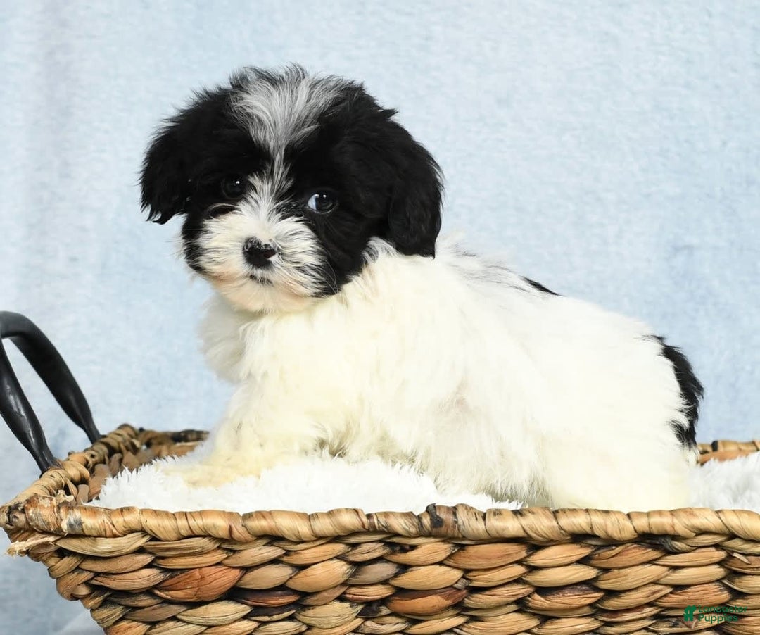 Havapoo dogs for sale: Wesley - Image 3