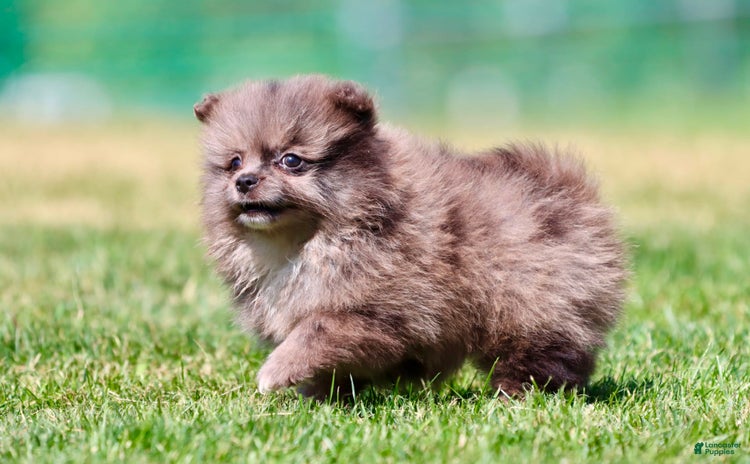 Pomeranian dogs for sale - Ad 5