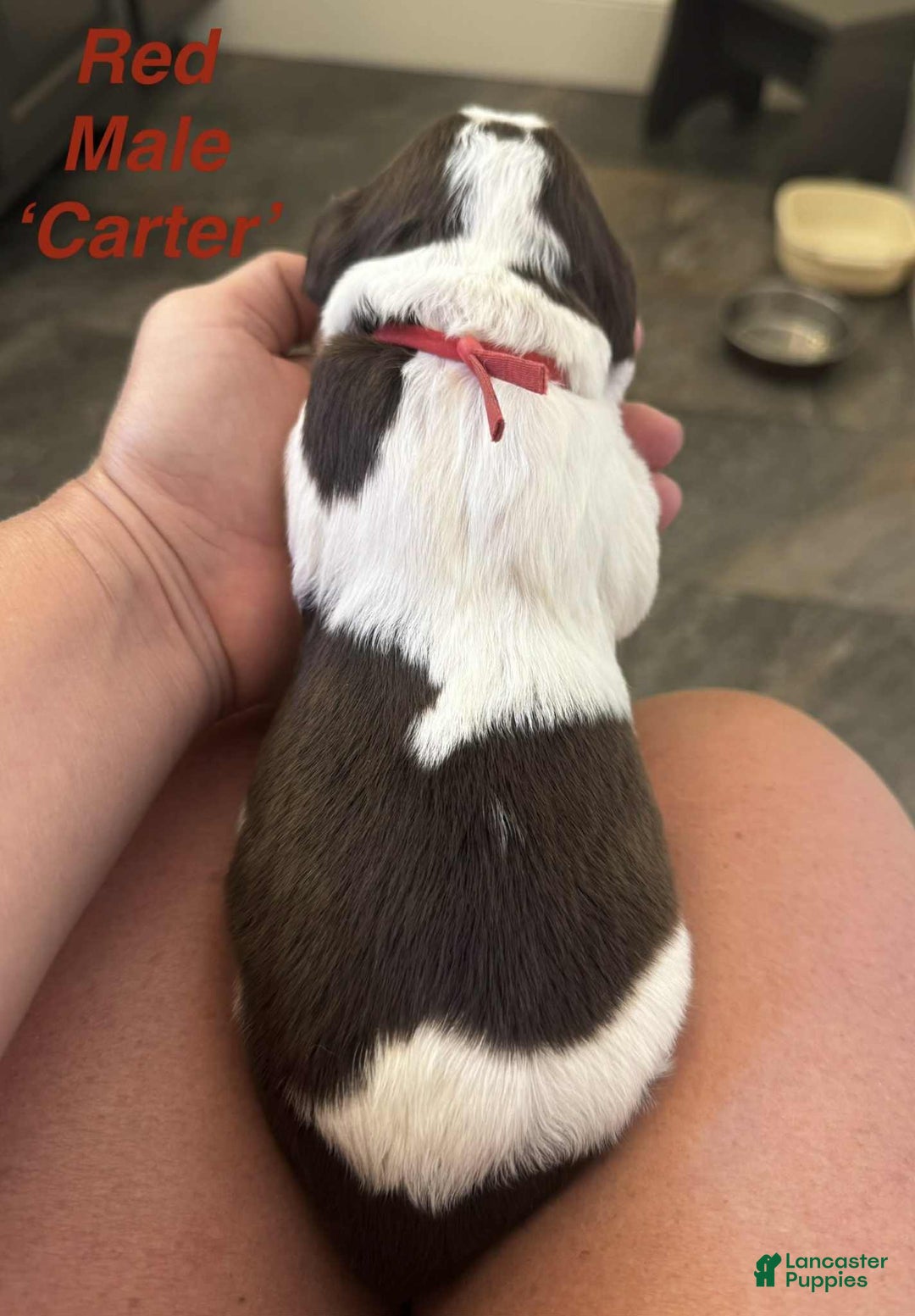 English Springer Spaniel dogs for sale: Carter - Image 5