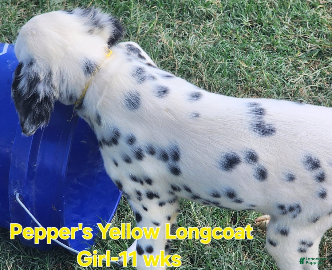 Dalmatian dogs for sale: Peppers Yellow Girl - Image 8
