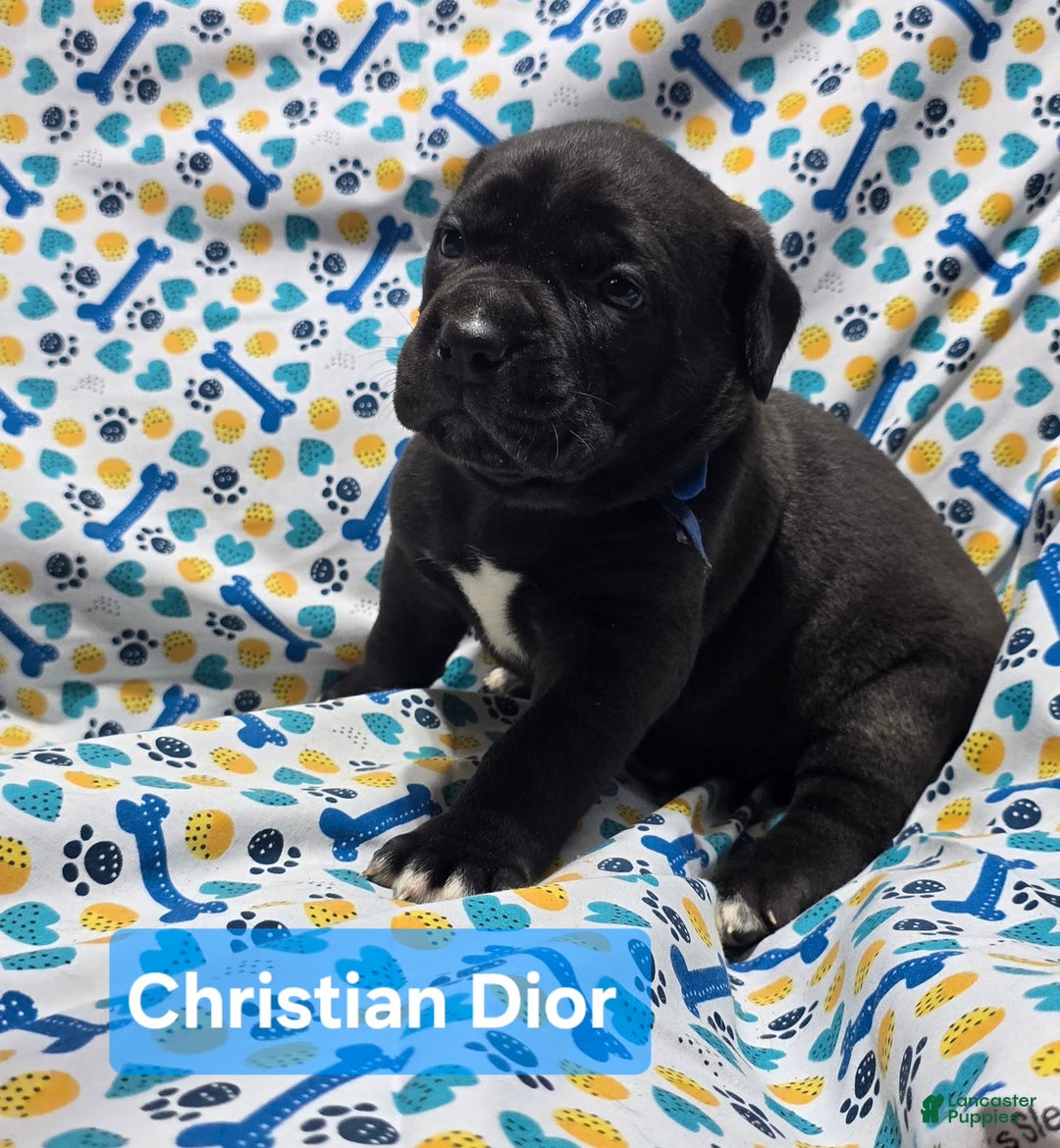 Cane Corso dogs for sale: Cartier - Image 5