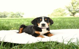 Greater Swiss Mountain Dog dogs for sale: Hunter - Image 6