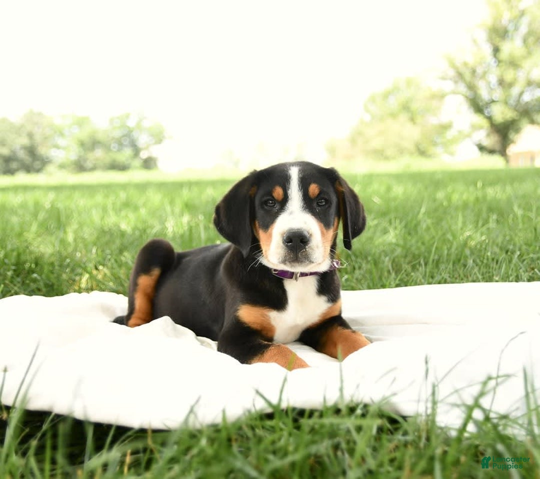 Greater Swiss Mountain Dog dogs for sale: Hunter - Image 6
