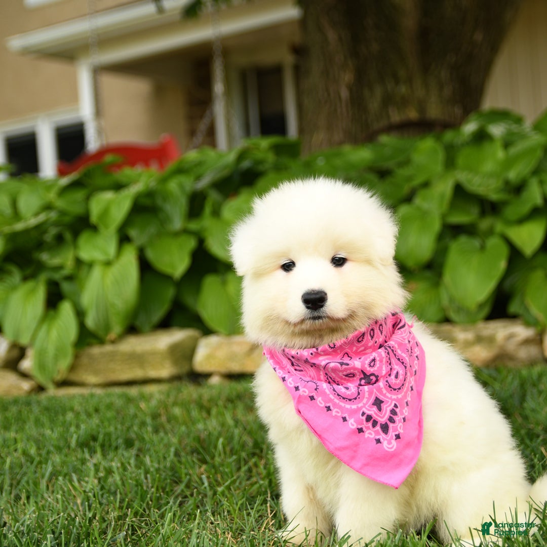 Samoyed dogs for sale: Lavendar - Image 4