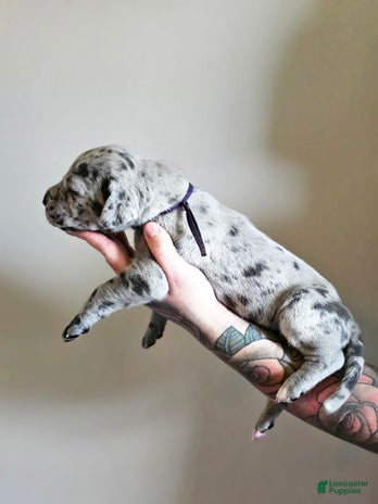Great Dane dogs for sale - Ad 2