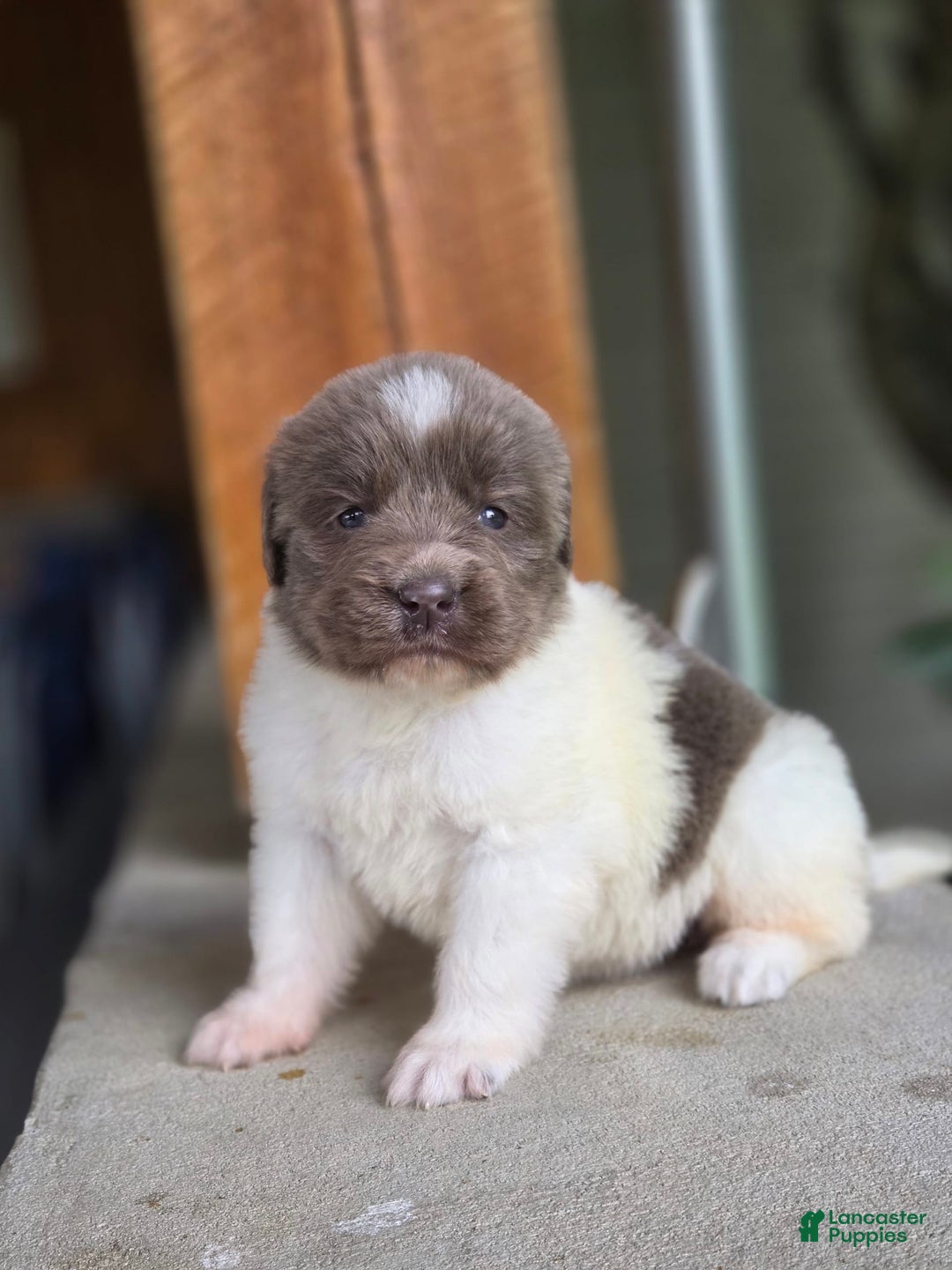 Newfoundland dogs for sale: Rosie - Image 3