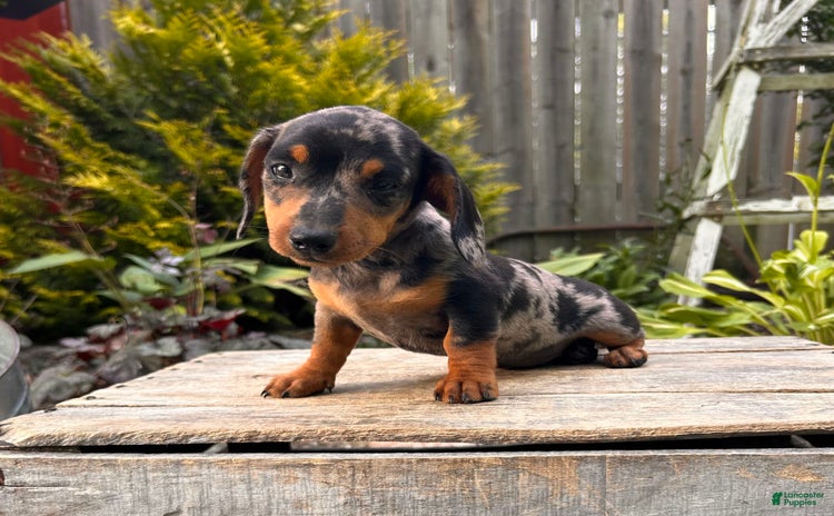Miniature Dachshund dogs for sale - Ad 3