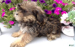 Shorkie dogs for sale: Darson - Image 3