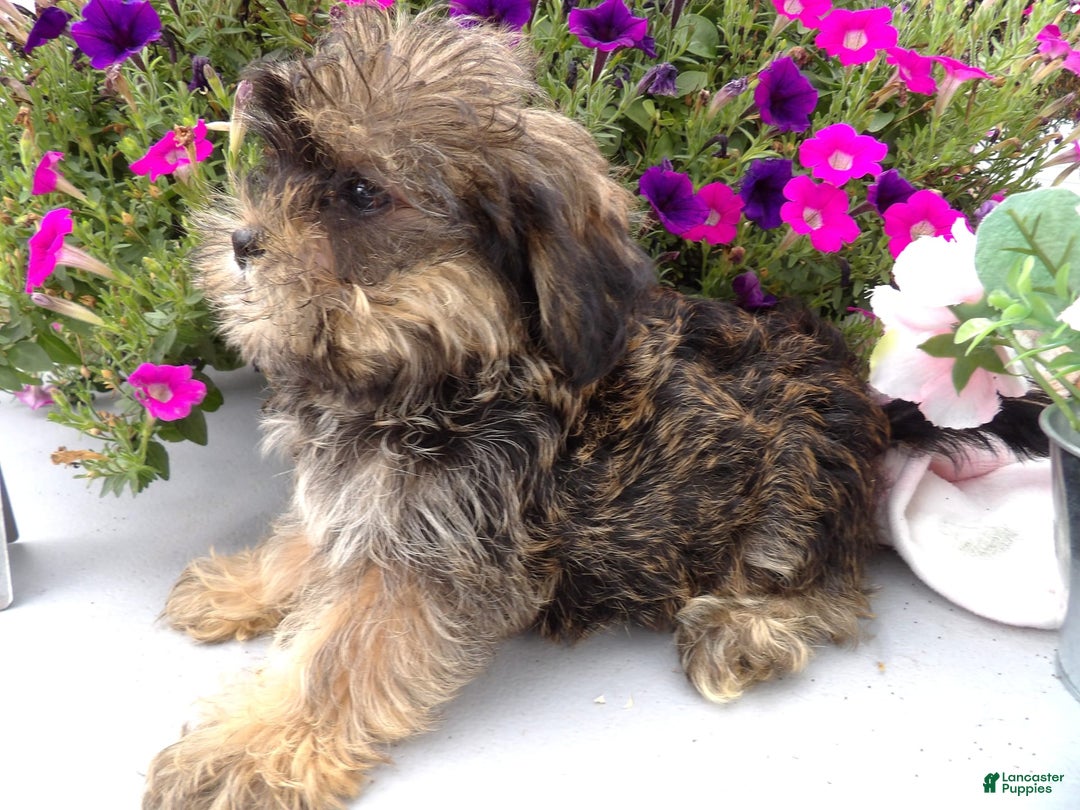 Shorkie dogs for sale: Darson - Image 3