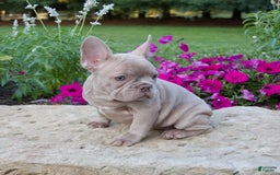 French Bulldog dogs for sale: Ellie - Image 2