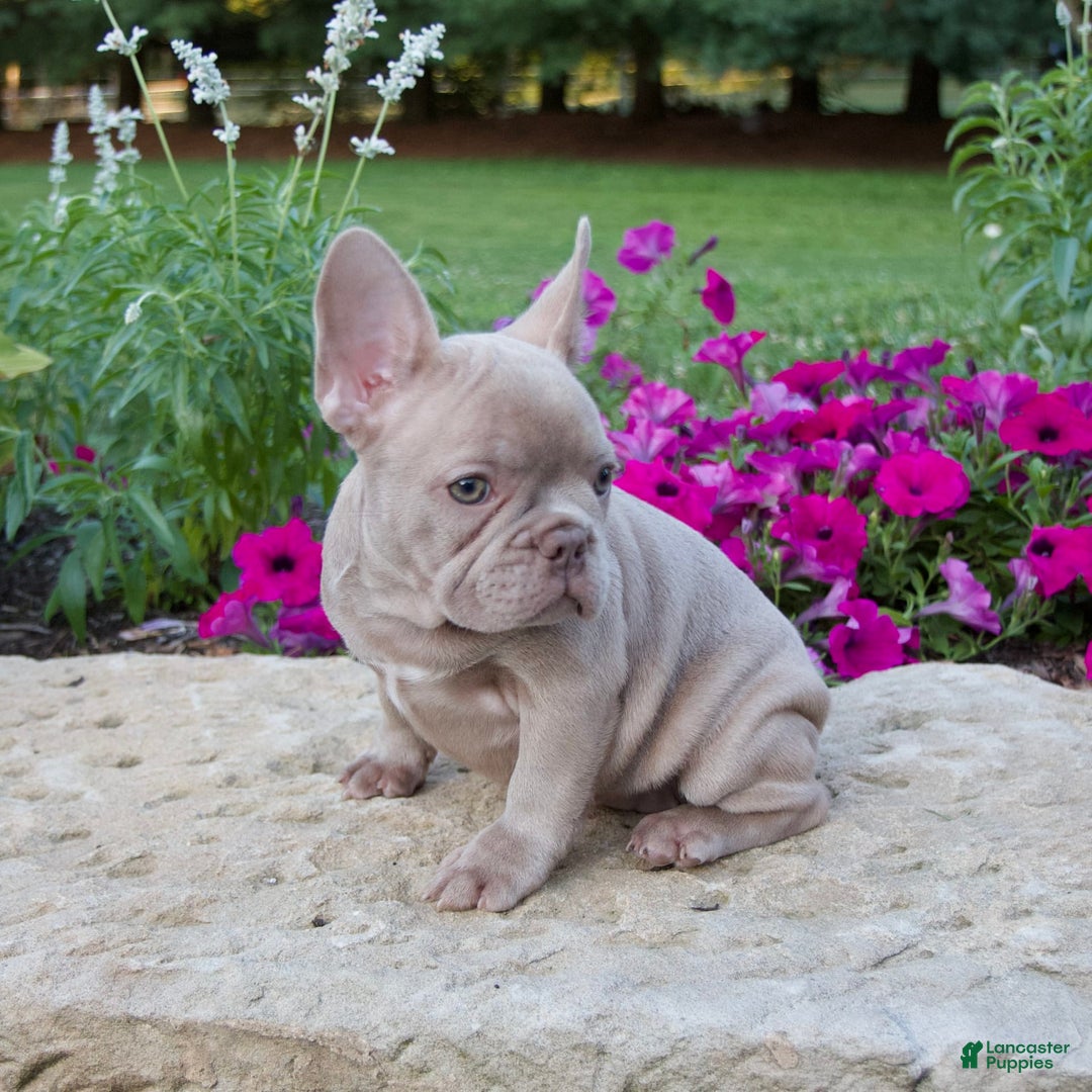 French Bulldog dogs for sale: Ellie - Image 2