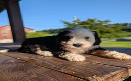 Mini Bernedoodle dogs for sale: Diego - Image 2