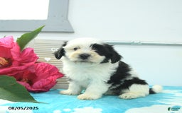 Havanese dogs for sale: Nova - Image 3