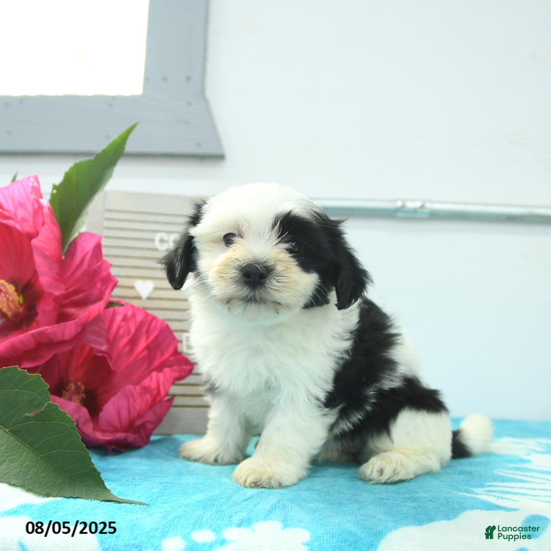 Havanese dogs for sale: Nova - Image 3