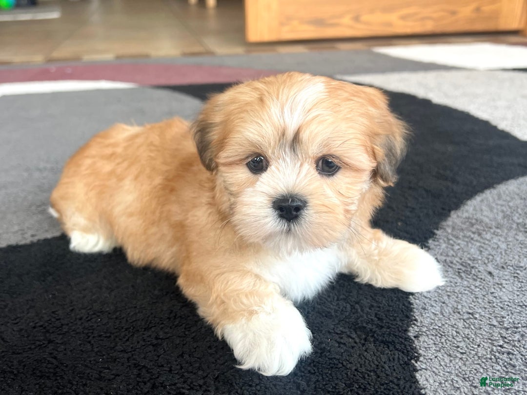 Lhasa Apso dogs for sale: Benji - Image 6