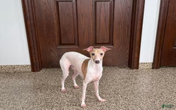 Italian Greyhound dogs for sale: Robbie - Image 7