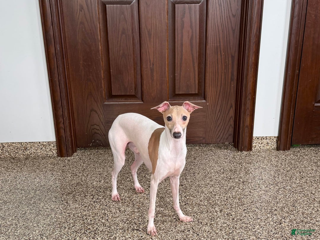 Italian Greyhound dogs for sale: Robbie - Image 7
