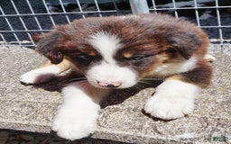 Border Collie dogs for sale: Allen - Image 5
