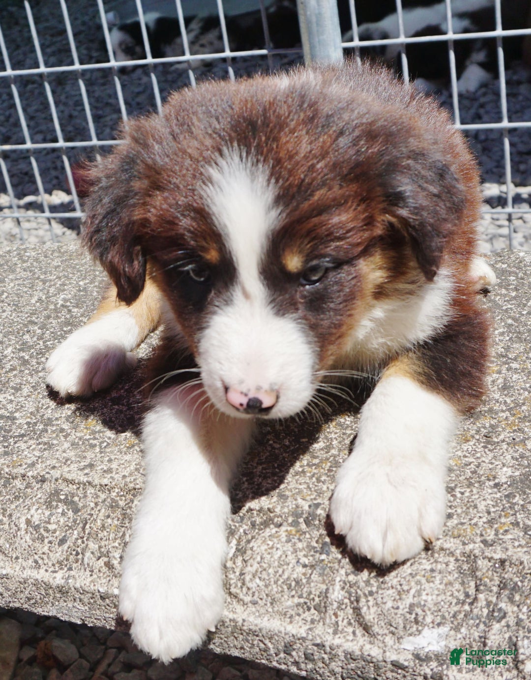 Border Collie dogs for sale: Allen - Image 5