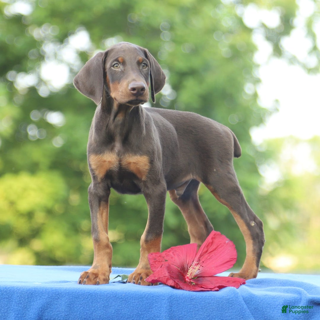 Doberman Pinscher dogs for sale: Ranger - Image 4