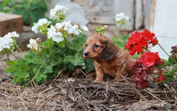Miniature Dachshund dogs for sale: Rosie - Image 2