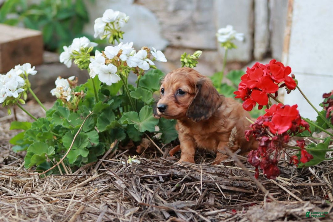 Miniature Dachshund dogs for sale: Rosie - Image 2