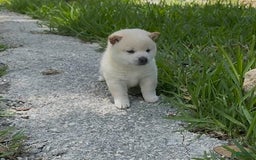 Shiba Inu dogs for sale: Yuki - Image 4