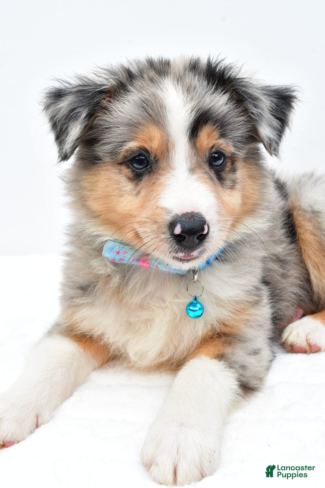 Australian Shepherd dogs for sale: Ronnie - Image 8
