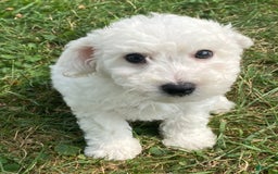 Bichon Frise dogs for sale: Blu - Image 5