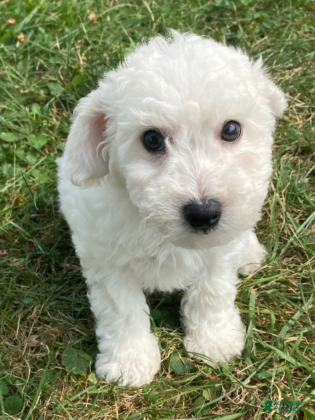 Bichon Frise dogs for sale: Blu - Image 5