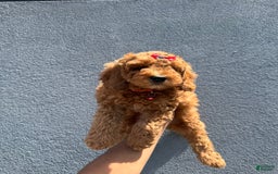 Mini Goldendoodle dogs for sale: Sunshine - Image 3