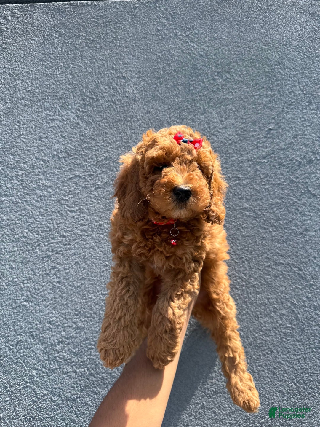 Mini Goldendoodle dogs for sale: Sunshine - Image 3