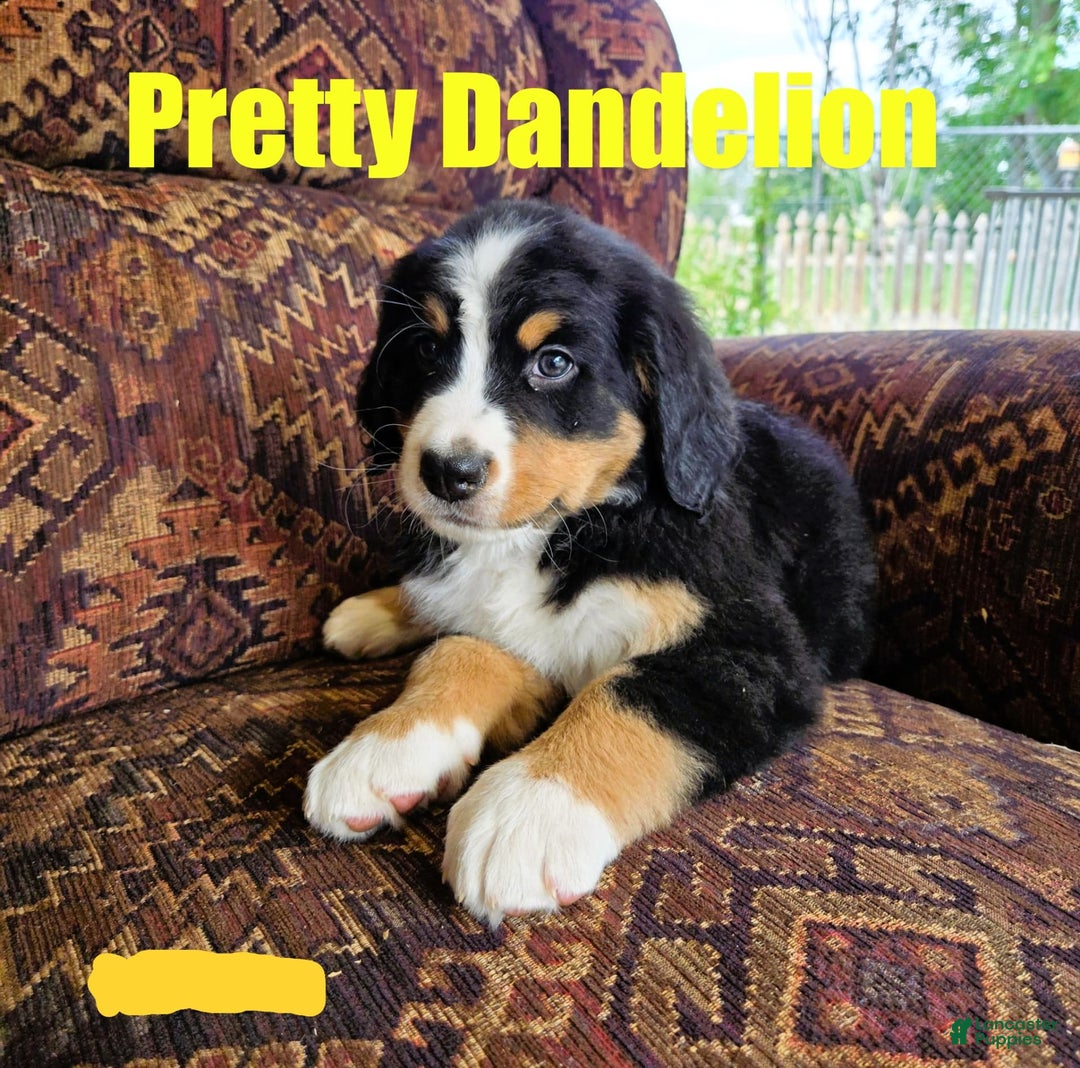 Bernese Mountain Dog dogs for sale: Dandelion - Image 2