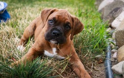Boxer dogs for sale: Crew - Image 8