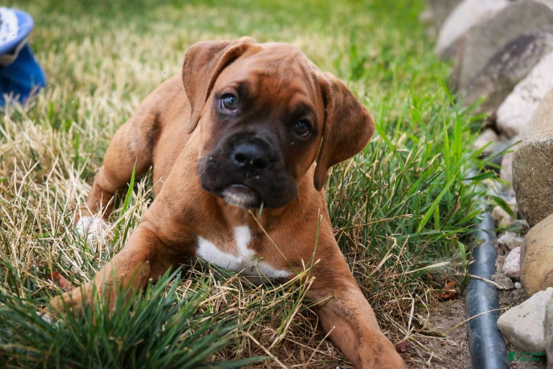 Boxer dogs for sale: Crew - Image 8