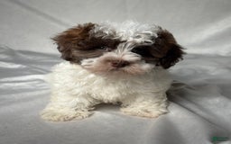 Havapoo dogs for sale: Luna - Image 4