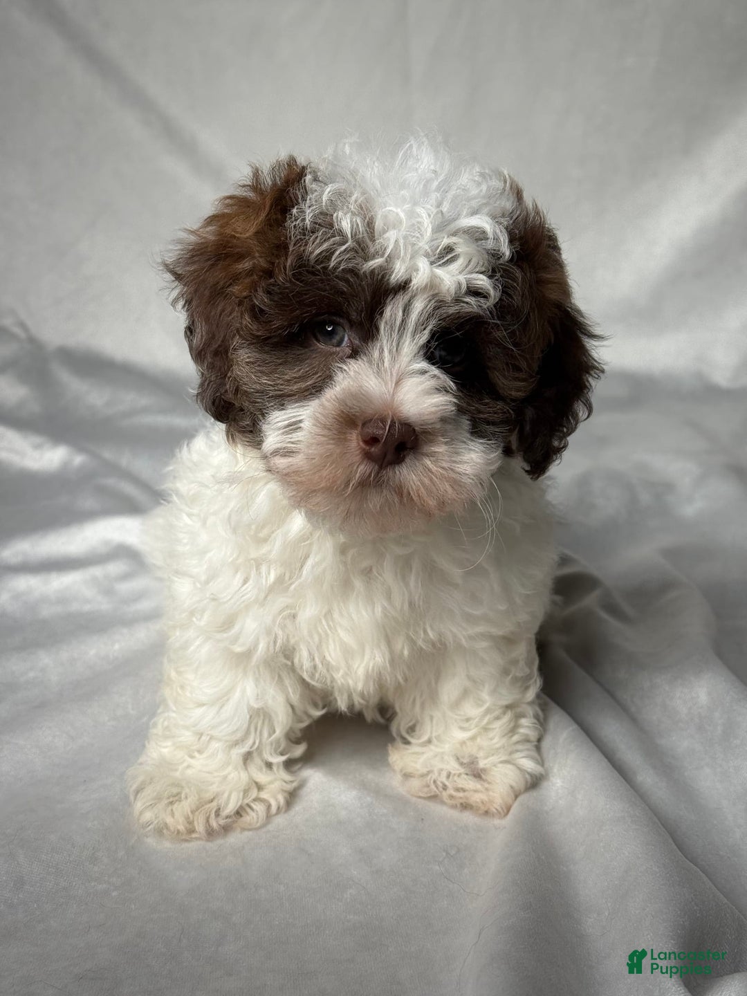 Havapoo dogs for sale: Luna - Image 4