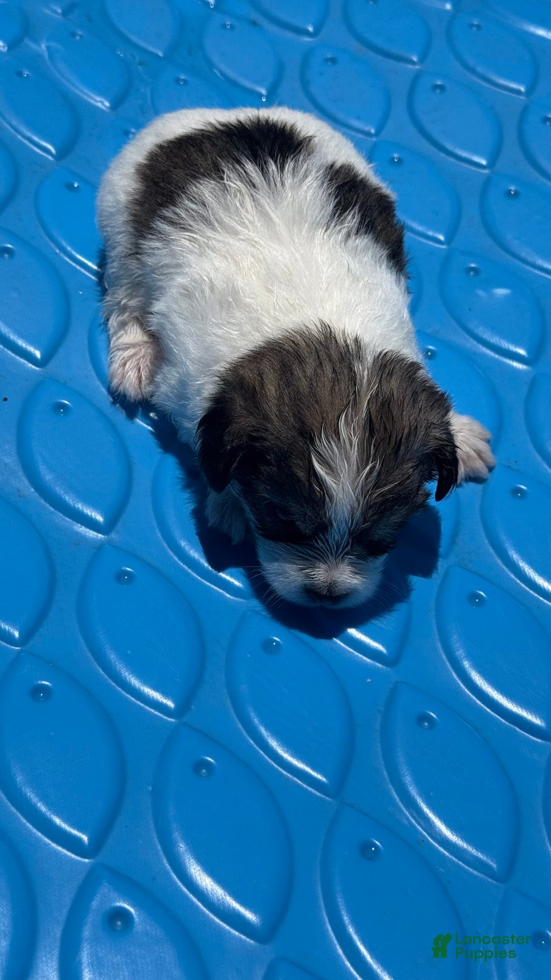 Yorkshire Terrier dogs for sale: Oreo - Image 2