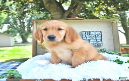 Golden Retriever dogs for sale: Anson - Image 4
