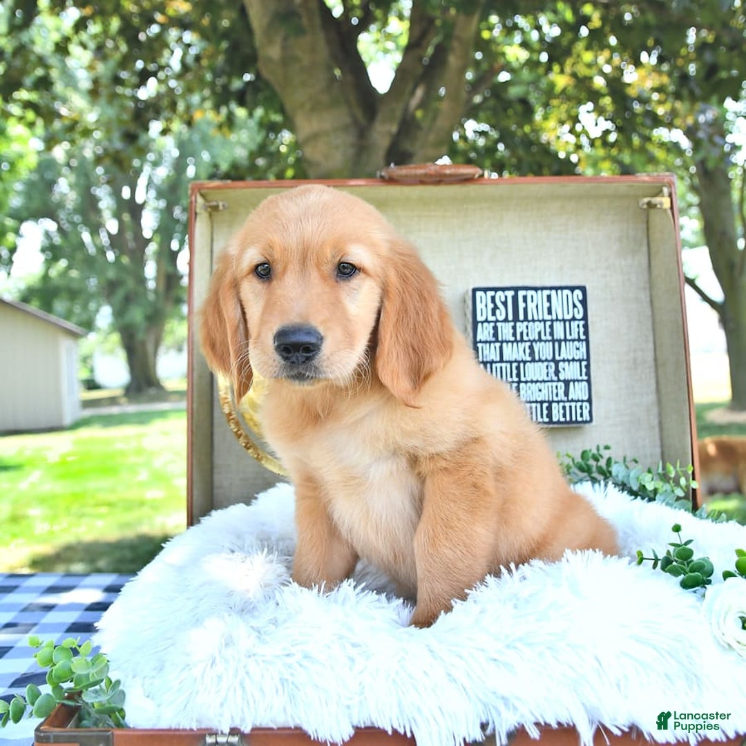 Golden Retriever dogs for sale: Anson - Image 4