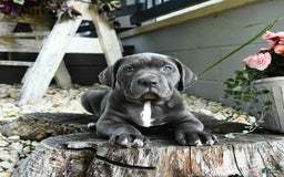 Cane Corso dogs for sale: Sally - Image 2