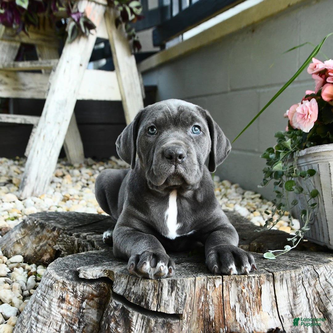 Cane Corso dogs for sale: Sally - Image 2