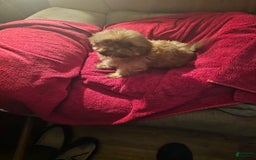 Shih Tzu dogs for sale: Not Named Yet - Image 4