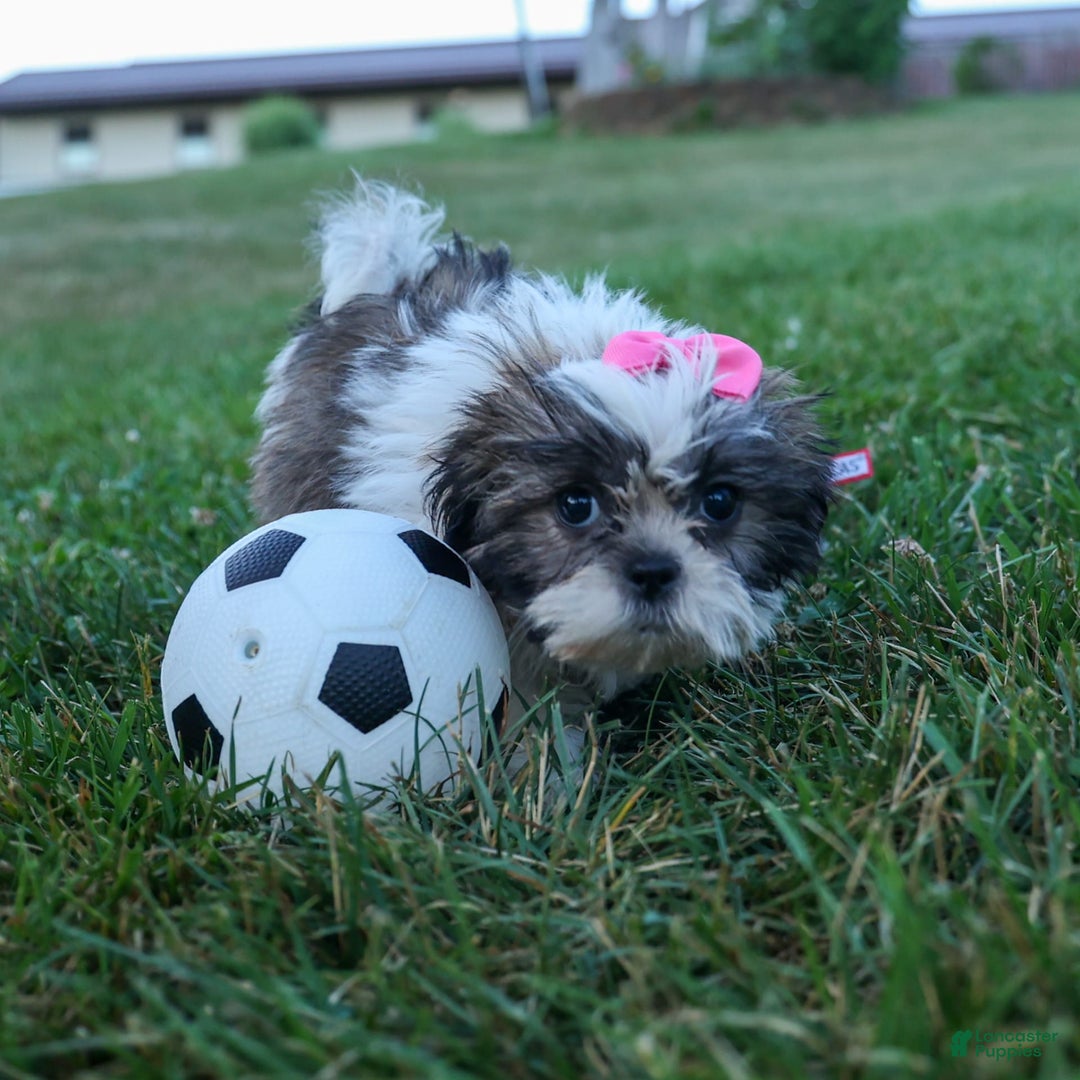 Shih Tzu dogs for sale: Bethany - Image 5
