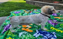 Toy Poodle dogs for sale: Abby - Image 1