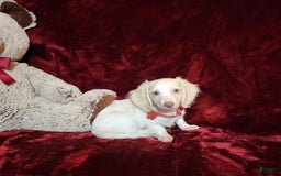 Miniature Dachshund dogs for sale: YETI - Image 9