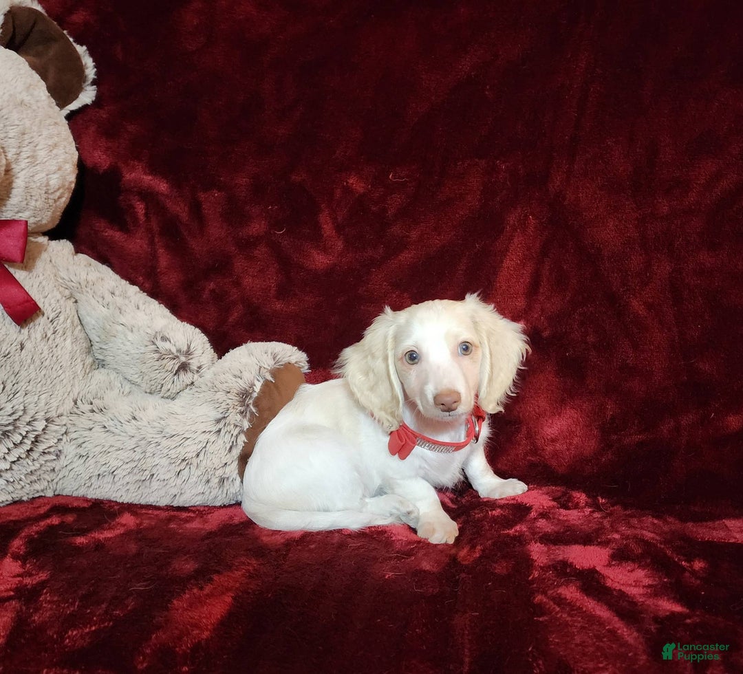 Miniature Dachshund dogs for sale: YETI - Image 9